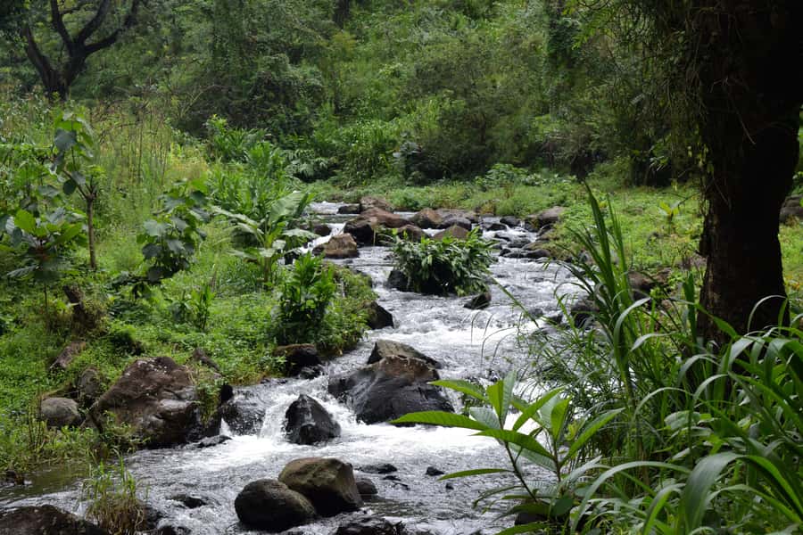 Materuni Waterfalls, Chemka Hot Springs, &/Or Coffee Tour - Chemka Hot Springs: Turquoise Water, Shade Trees, and That Relaxing End
