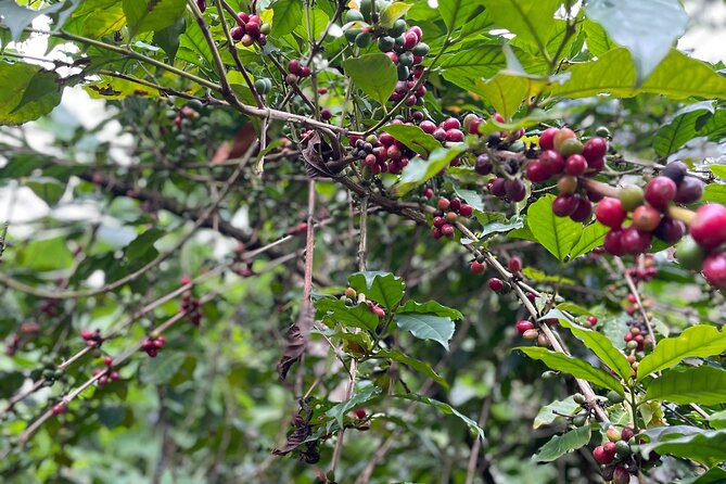 Materuni Waterfalls & Coffee Tour - Lunch in rural Tanzania: included and actually worth planning for