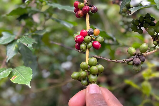 Materuni Waterfalls & Coffee Tour - Weather and route reality: plan for a flexible day