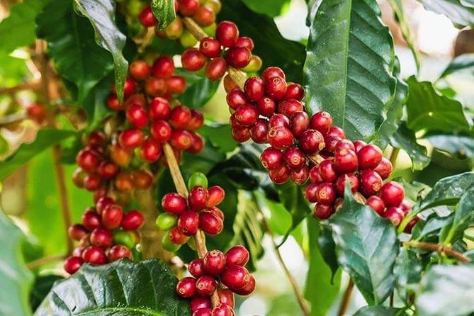 Materuni Waterfalls & Coffee Tour from Moshi - From Moshi pickup to Materuni village, the day moves at a relaxed pace