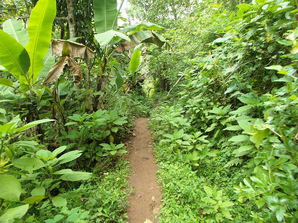 Materuni Waterfalls & Coffee Tour from Moshi - Who should book this tour, and who might want a different plan