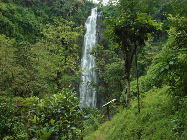 Materuni Waterfalls & Coffee Tour from Moshi - Coffee plantation time: roasting, making, tasting, and Chagga culture