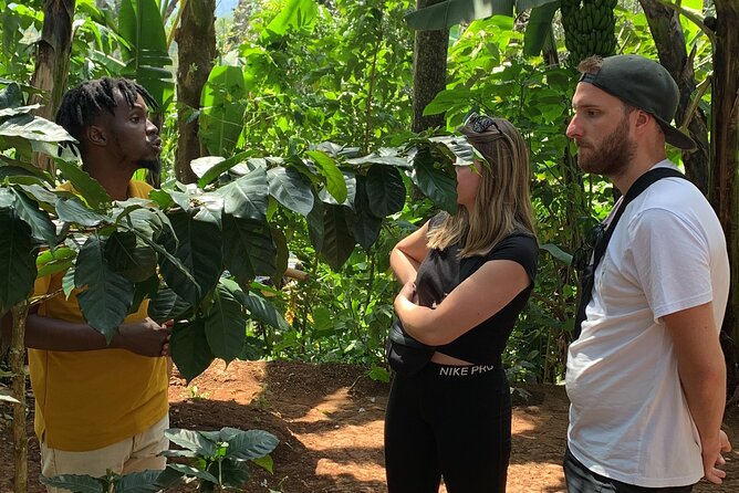 Materuni Waterfalls Hiking Tour with Coffee and Traditional Meal - Time and logistics: how this fits into your Moshi plans