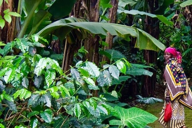 Materuni Waterfalls, Kikuletwa Chemka Hot springs, Coffee tour - Getting there from Arusha: private ride comfort, and the drive itself