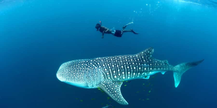Mbudya island from Dar es salaam safari. - The morning schedule, from 7:00 AM pickup to reef time