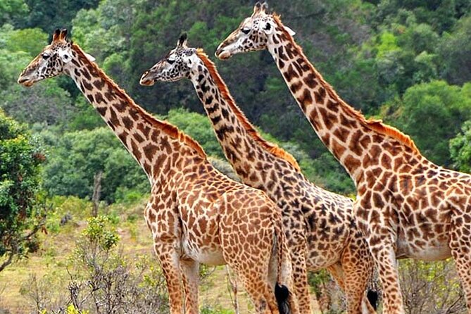 Mikumi National Park 2 Days/ 1 Night - Key things I’d plan for on this Mikumi 2-day safari