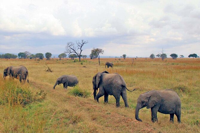 Mikumi National Park 2 Days/ 1 Night - First game drive in Mikumi, with sunset viewing