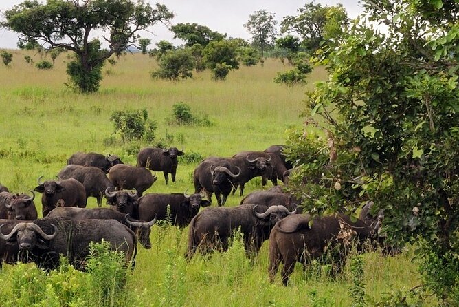 Mikumi National Park 2 Days/ 1 Night - Where you sleep, Bastian Camp inside the park