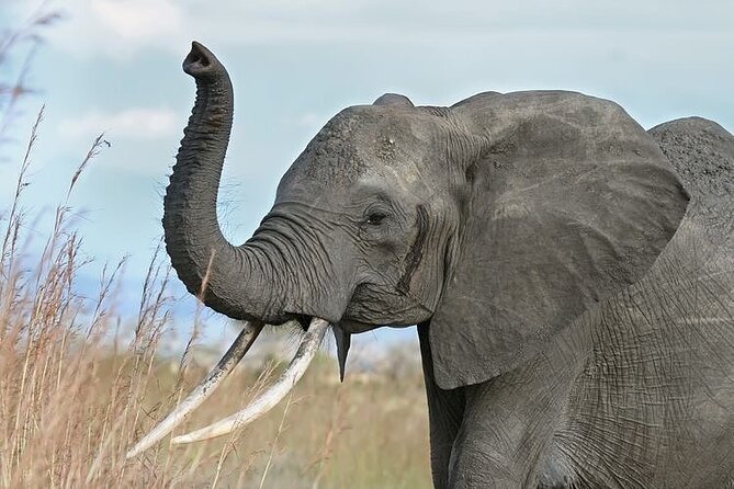 Mikumi National Park 3 Day Tour - Key things to know before you go