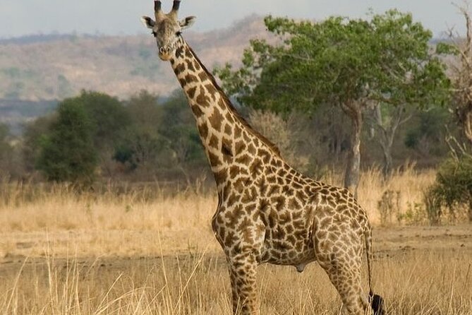 Mikumi National Park 3 Day Tour - Day 3 Snake Park, Crocodiles, Tortoise, Plus a Maasai Culture Option
