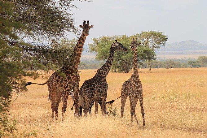 Mikumi National Park 3 Day Tour - Food, Water, and Comfort: What the Inclusions Really Mean