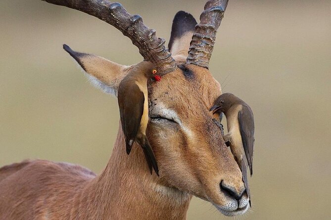 Mikumi National Park 3 Day Tour - Who This Tour Fits Best, and Who Might Want Another Option