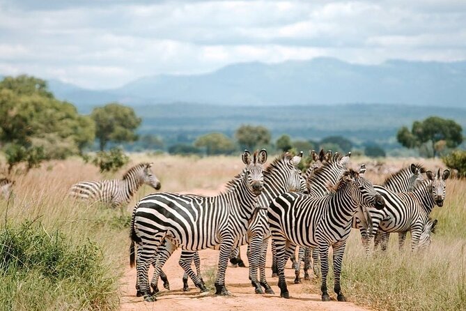 Mikumi National Park 3 Day Tour - Booking Check: My Simple Pre-Trip Checklist