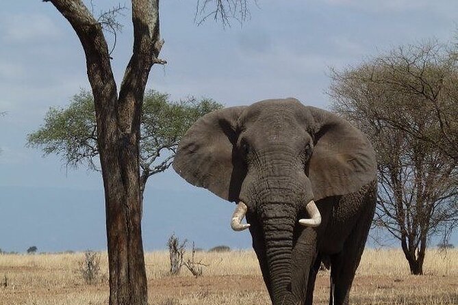 Mikumi National Park 3 Day Tour - Day 2 Mikumi Game Drive: How the Full-Day Safari Rhythm Works
