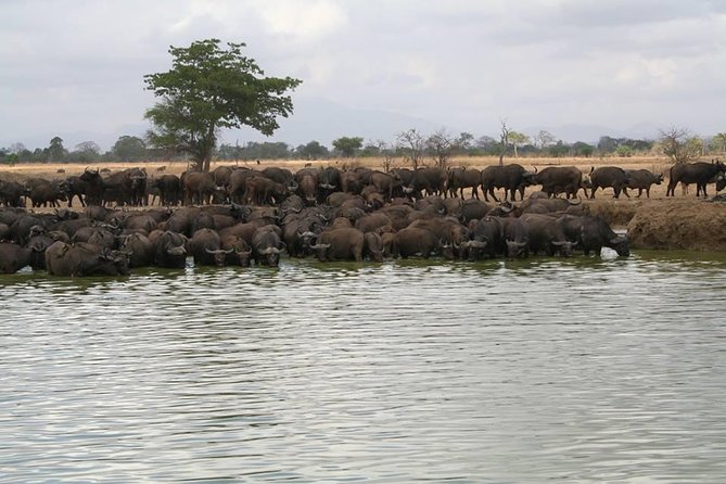 MIKUMI NATIONAL PARK - 3 Days - Day 1: Airport Pickup, 5-Hour Drive, and Your First Wildlife Cracks