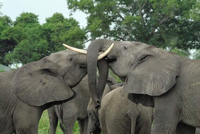 Mikumi National Park Day Trip - Key highlights in plain terms