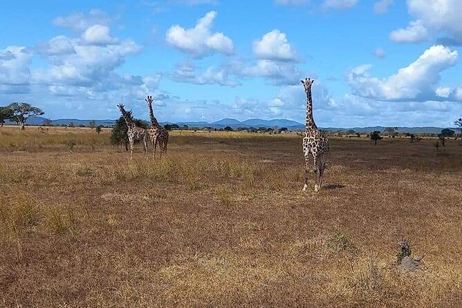 Mikumi National Park Day Trip - More than animals: the tree species stop and learning the park