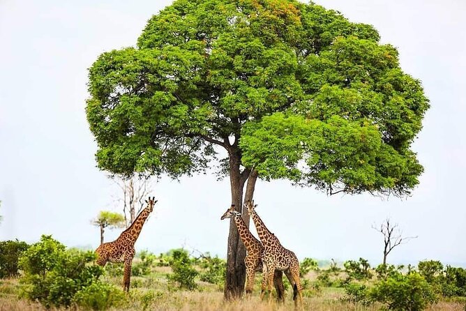 Mikumi National Park Day Trip - The guide experience: what to look for during your day