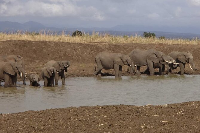 Mikumi National Park Day Trip - Lunch, water, and the value math at $520