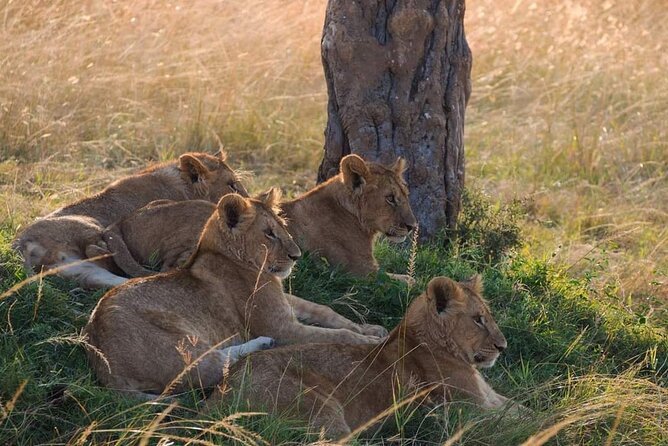 Mikumi National Park Day Trip - Comfort tips for a long, early, open-air day