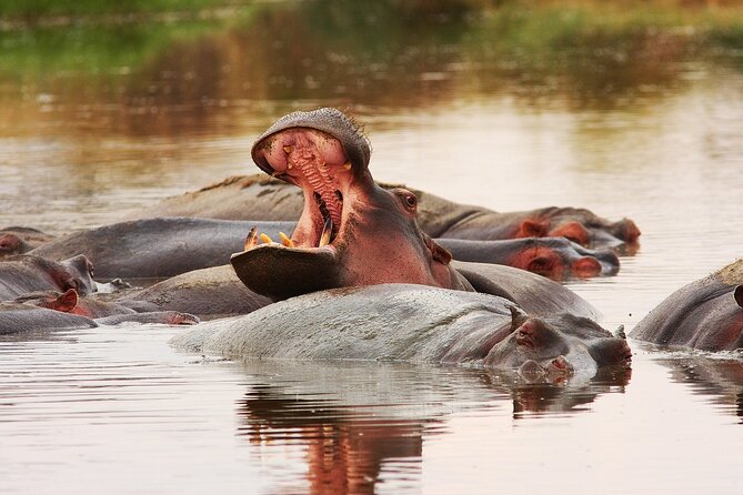 Mikumi National Park Day Trip by Train From Dar Es Salaam - Mikumi Safari in a Day: Why This Trip Works