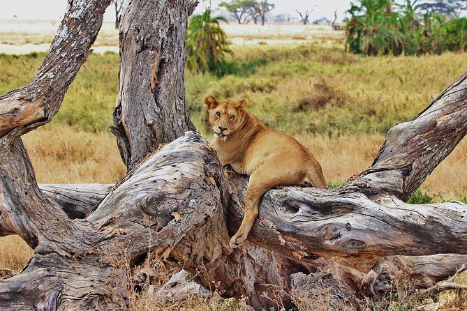 Mikumi National Park Day Trip by Train From Dar Es Salaam - Dar es Salaam to Mikumi by Train: Pickup and a Real 5:00 am Start