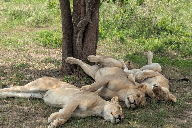 Mikumi National Park Day Trip by Train From Dar Es Salaam - Malundwe Mountain Details That Make the Drive Feel Like More Than Transport
