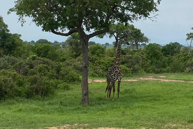 Mikumi National Park Day Trip by Train From Dar Es Salaam - Who This Trip Suits Best, and Who Should Think Twice