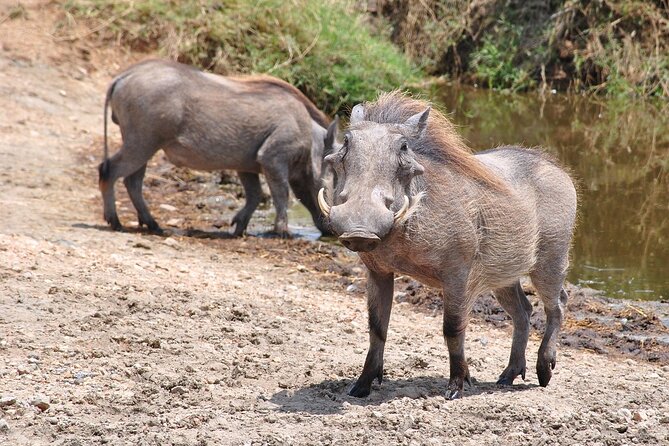 Mikumi National Park Day Trip by Train From Dar Es Salaam - Wildlife You’ll Be Watching For, and Why Mikumi Has Variety