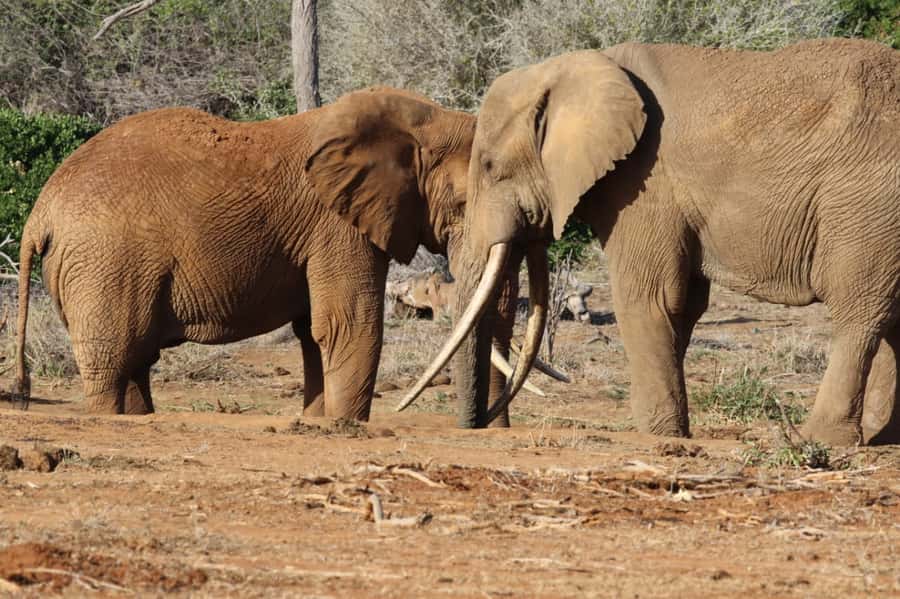 Mikumi National Park Day Visit - Key Highlights You Should Know