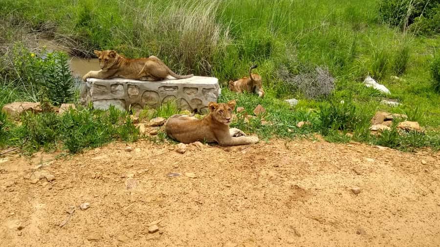Mikumi National Park Day Visit - A Grassland Safari Built for Big Sightings