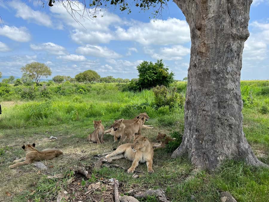 Mikumi National Park Day Visit - The Open-Jeep Game Drive: How You Actually Spot Animals