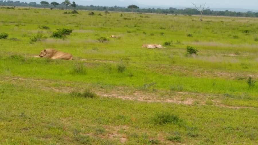 Mikumi National Park Day Visit - Elephants, Buffalos, Hippos, and Crocs: The Good Stuff
