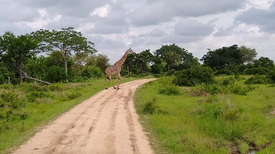 Mikumi National Park Day Visit - Price and Value: Is $560 Worth a One-Day Safari?