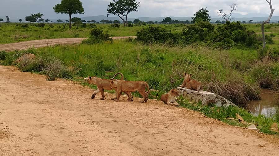 Mikumi National Park Day Visit - Who This Mikumi Day Trip Fits Best