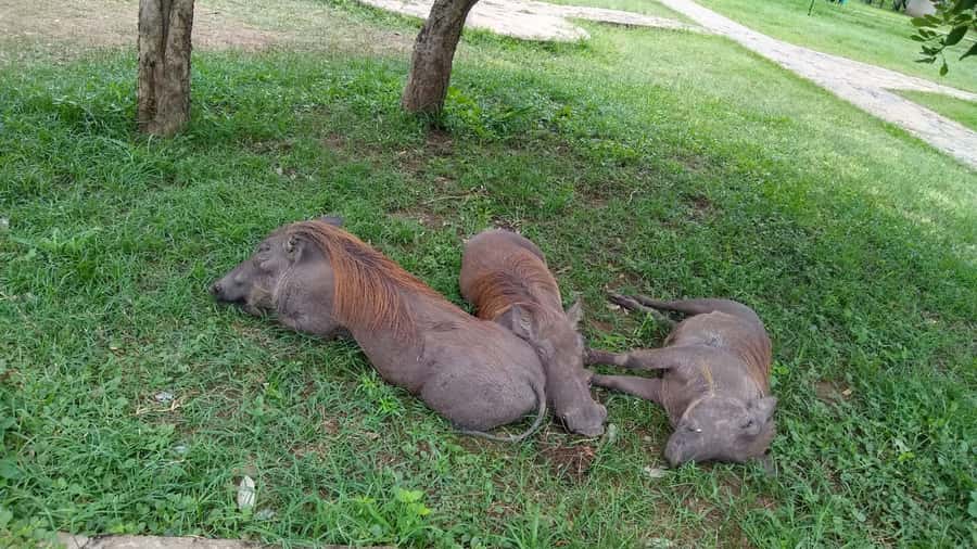 Mikumi National Park Day Visit - Should You Book Mikumi for a One-Day Safari?