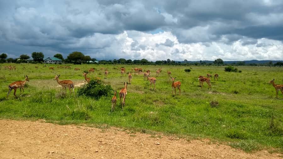 Mikumi National Park Day Visit - Zanzibar to Mikumi, 7:15 Departure, and Why Timing Is Everything