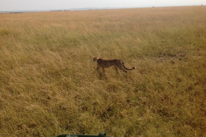 Mikumi national park full day tour from Dar es sallam - Lunch and Midday Break: Keeping the Long Day Comfortable