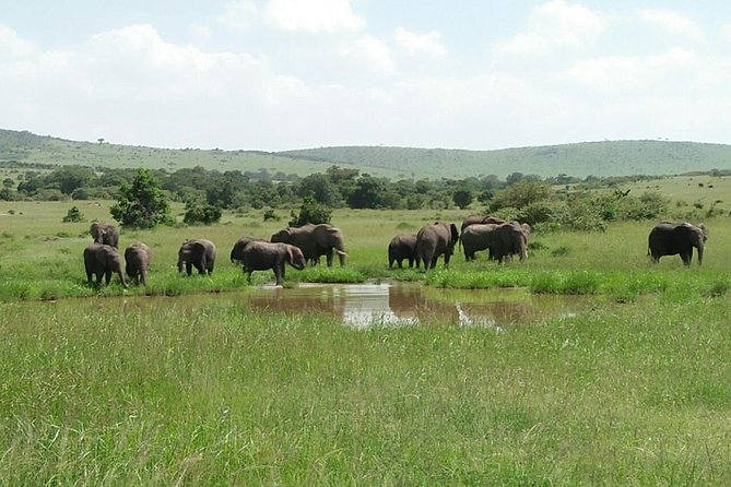 Mikumi national park full day tour from Dar es sallam - Private Guide and Vehicle: The Michael, Muhammad, and Paul Factor