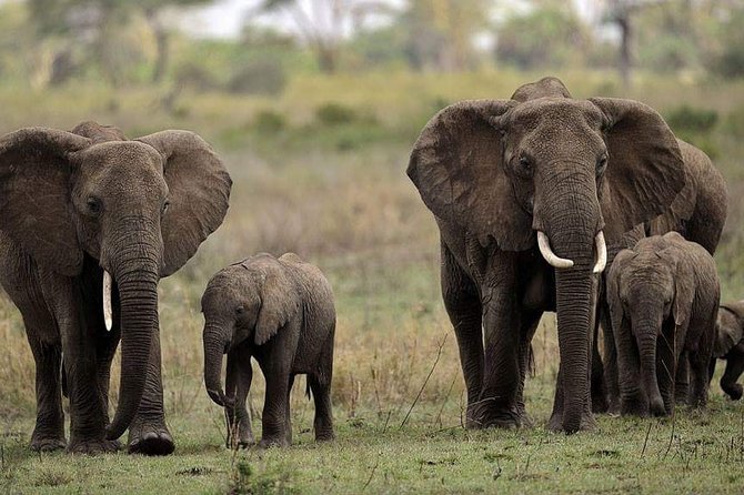 Mikumi National Park in a Day - A Day Tour from Morogoro - 5:30am Departure From Morogoro, Why It Matters