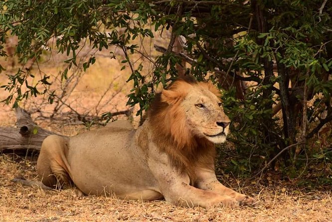 Mikumi National Park in a Day - A Day Tour from Morogoro - Food and Breaks: Morning Tea, Coffee, and Lunch Included