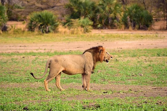 Mikumi National Park in a Day - A Day Tour from Morogoro - Optional Maasai Village Visit, How to Decide