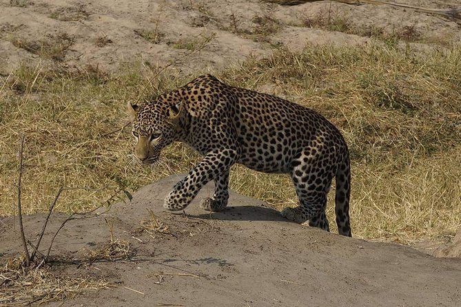 Mikumi National Park in a Day - A Day Tour from Morogoro - Inside Mikumi National Park, How the Day Gets Structured