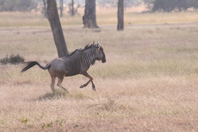 Mikumi National Park & Udzungwa Water Falls 3 Days Group Tour - Price and Logistics: what you’re paying for, and what you should budget