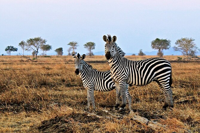 Mikumi National Park & Udzungwa Water Falls 3 Days Group Tour - Who this Mikumi and Udzungwa tour is best for