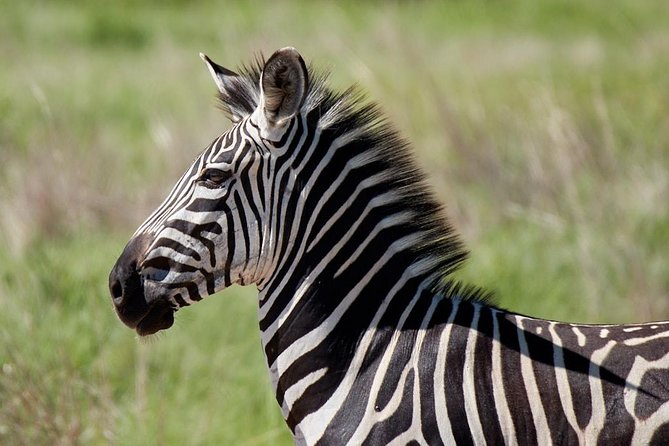 Mikumi Np Mid Range Tour 3 Days - Who this safari suits best, and who should rethink it