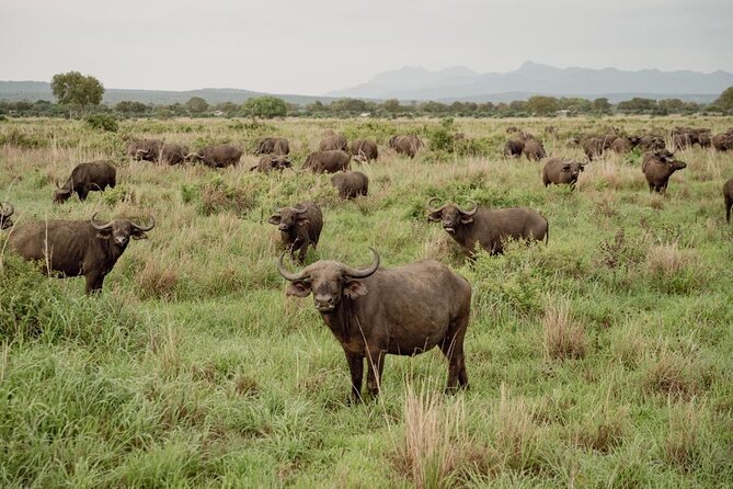 Mikumi Safari Tour: Day Trip Return Flight From Zanzibar - Price and Value: What $600 Covers, and What You Should Budget