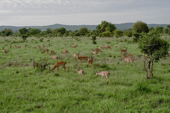 Mikumi Safari Tour: Day Trip Return Flight From Zanzibar - Who This Day Trip Fits Best (and Who Should Skip It)