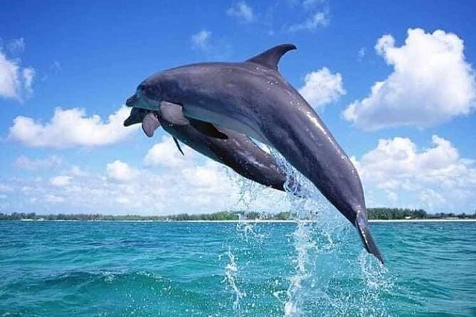 Mnemba Atoll - Why Mnemba Atoll feels special for snorkeling near Zanzibar