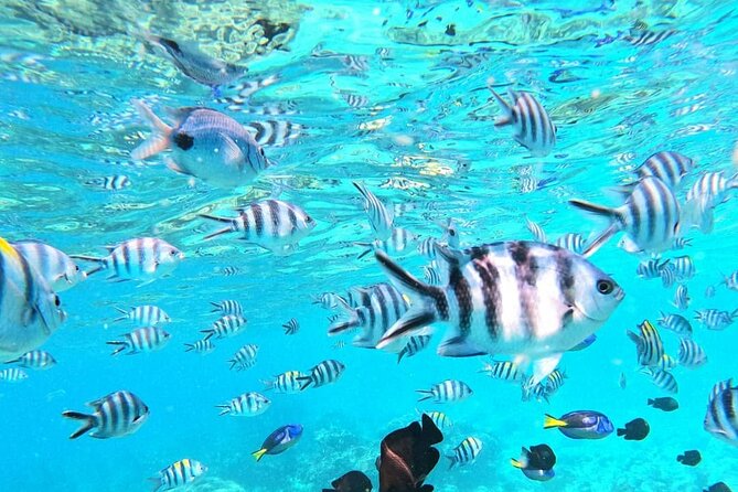 Mnemba Atoll - What’s included, and why it matters for your budget